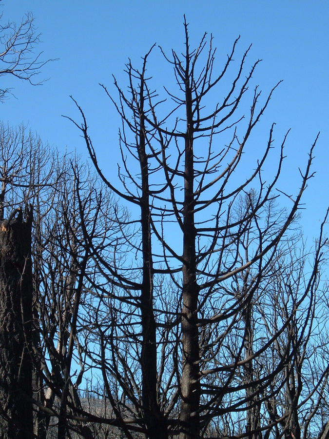 Nature Photograph - Burned Trees 2 by Naxart Studio