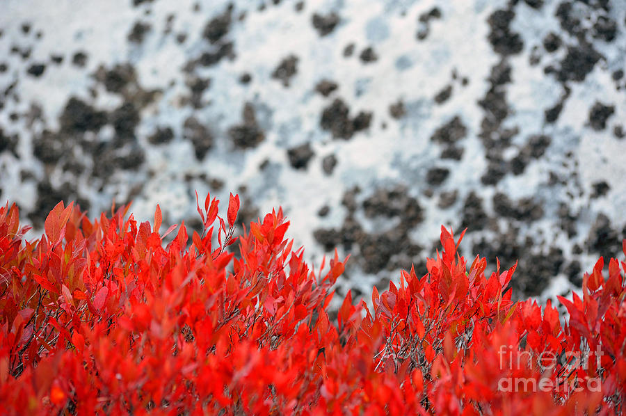 Burning bush color Photograph by Dan Friend