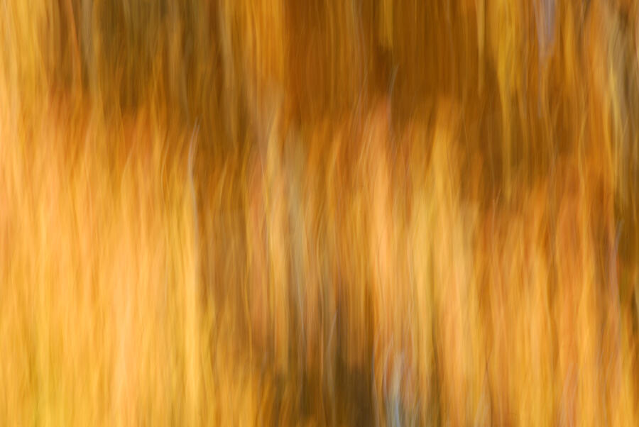 Burning Bush Photograph by Paul W Faust -  Impressions of Light