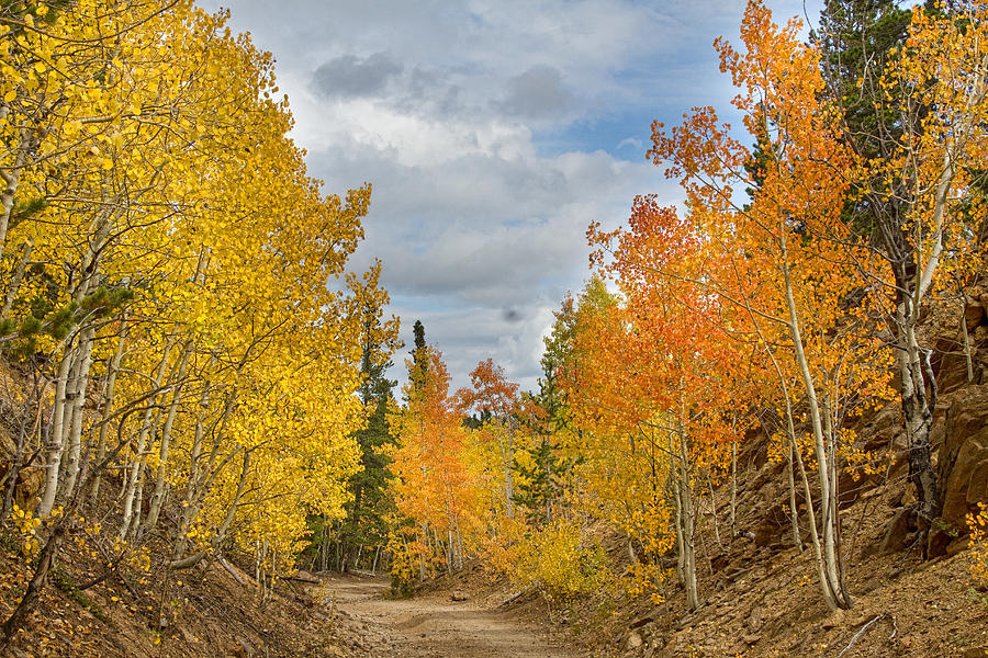 Burning Orange and Gold Autumn Aspens Back Country Colorado Road Photograph by James BO Insogna