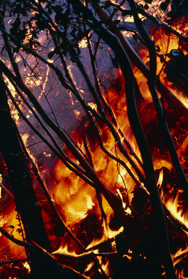 Burning Trees From A Lava Flow, Hawaii Photograph by G. Brad Lewis