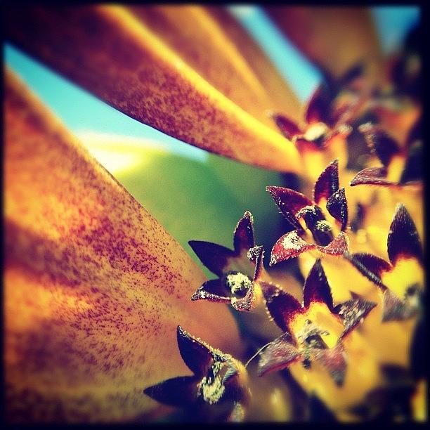 Fall Photograph - Burnt Sunflower #hipstachallenge by Molly Slater Jones