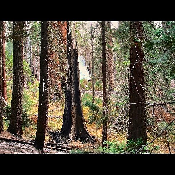 Yosemite National Park Photograph - Burnt Trees In Yosemite by Leon McMahon
