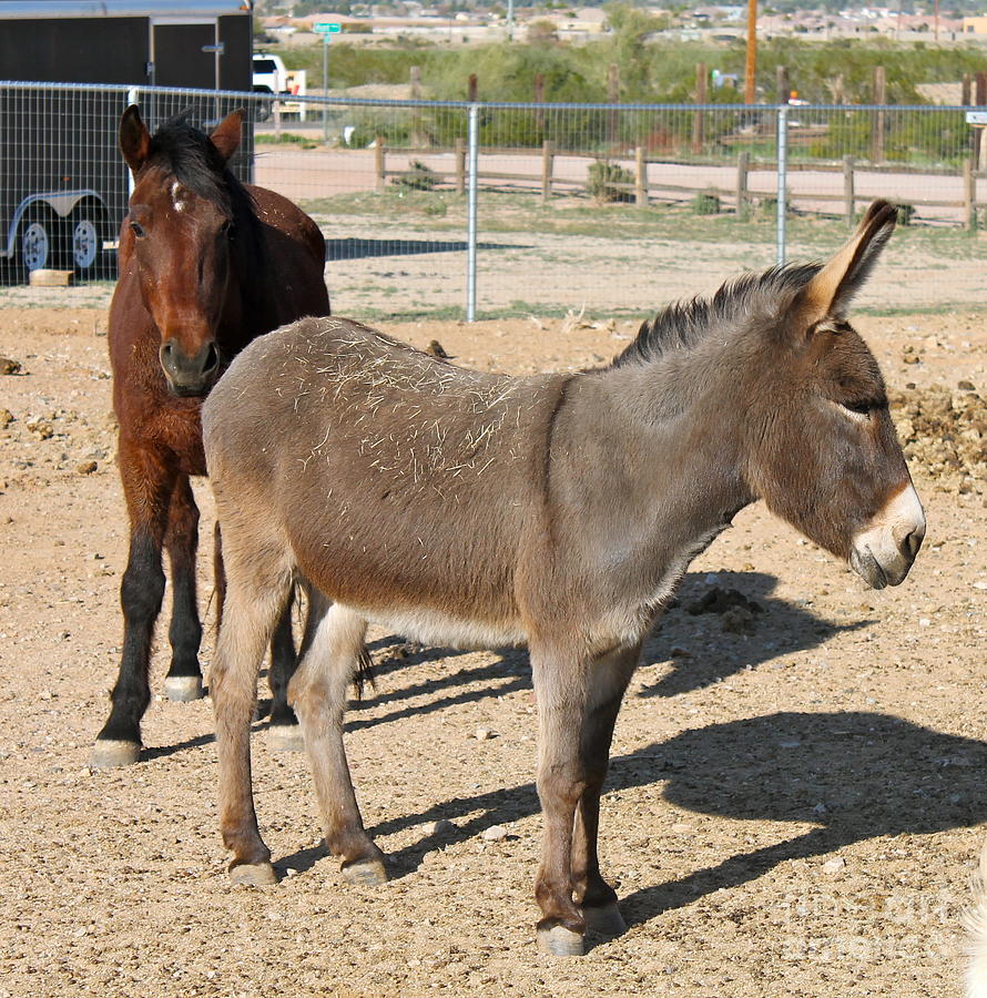 Burro and Horse Photograph by Pamela Walrath