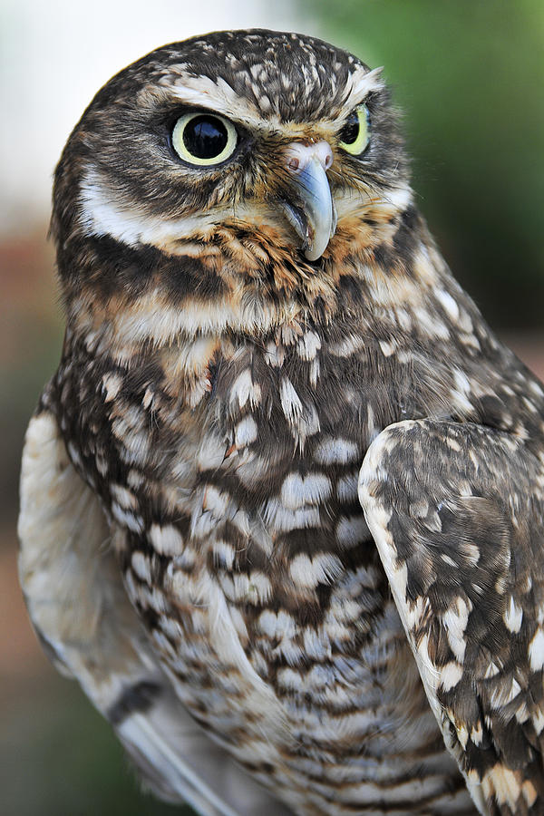 Burrow Owl Photograph by Craig Leaper