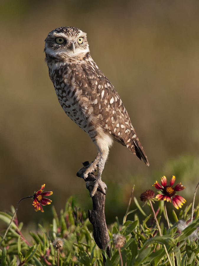 Burrowing Owl 2 Photograph by Wade Aiken