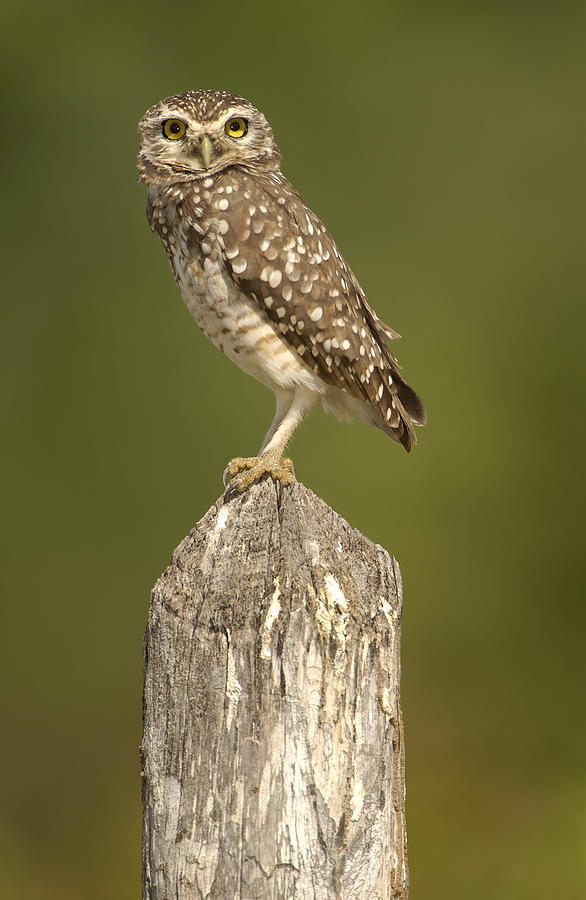 Burrowing Owl Athene Cunicularia Adult Photograph by Pete Oxford