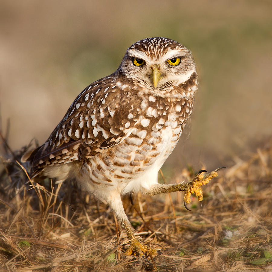 Burrowing Owl Photograph by Betty Wiley