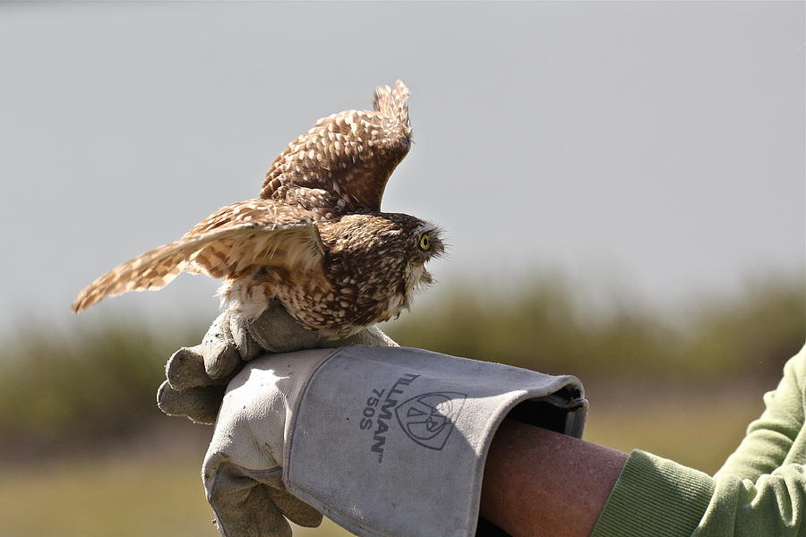 Owl Photograph - Burrowing Owl by Diana Hatcher
