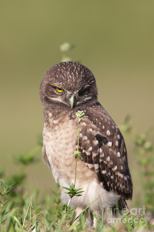 Burrowing Owl Fledgling III Photograph by Clarence Holmes