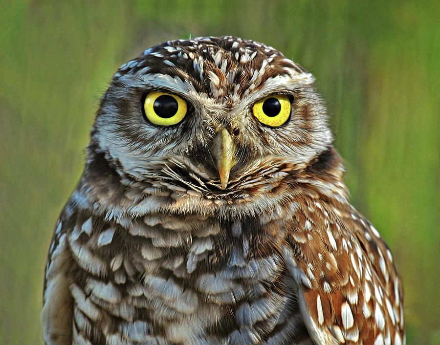 Burrowing Owl Portrait Photograph by Dave Mills
