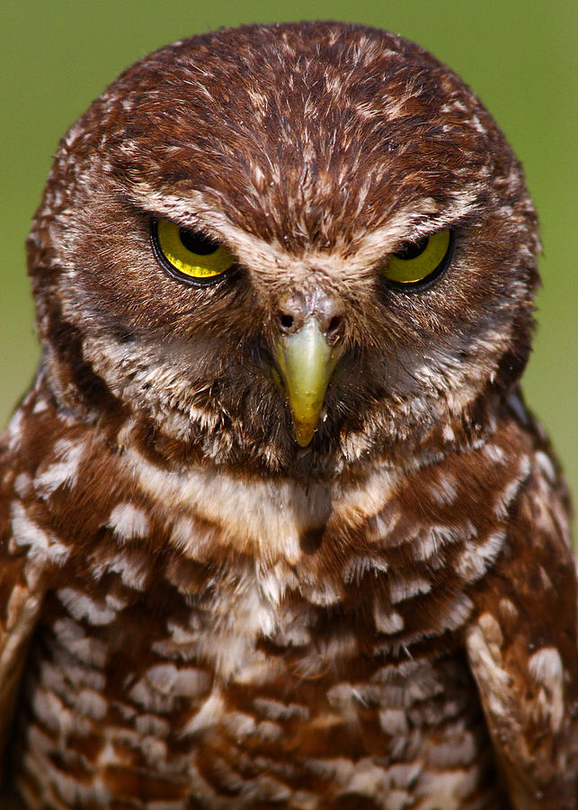 Burrowing Owl Photograph by Scotthelfrichphotography.com