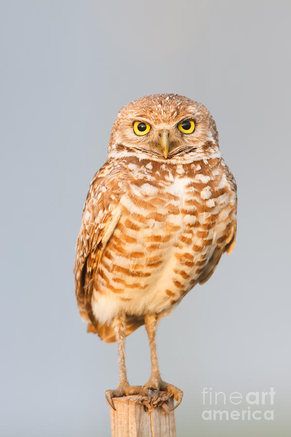 Animal Photograph - Burrowing Owl V by Clarence Holmes