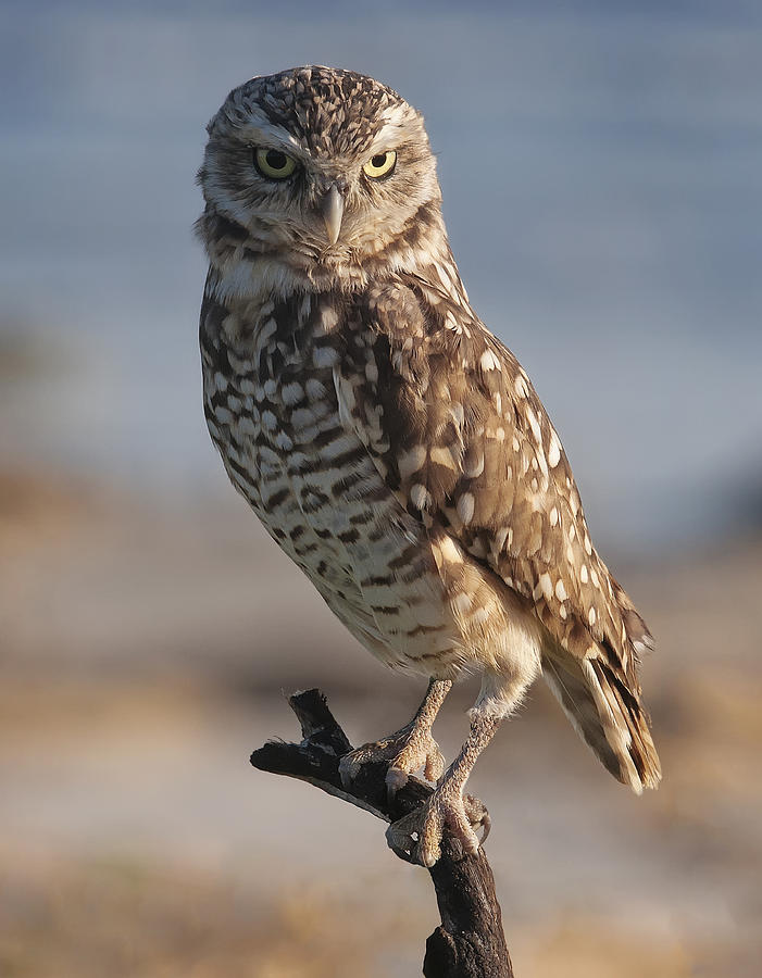 Burrowing Owl Photograph by Wade Aiken