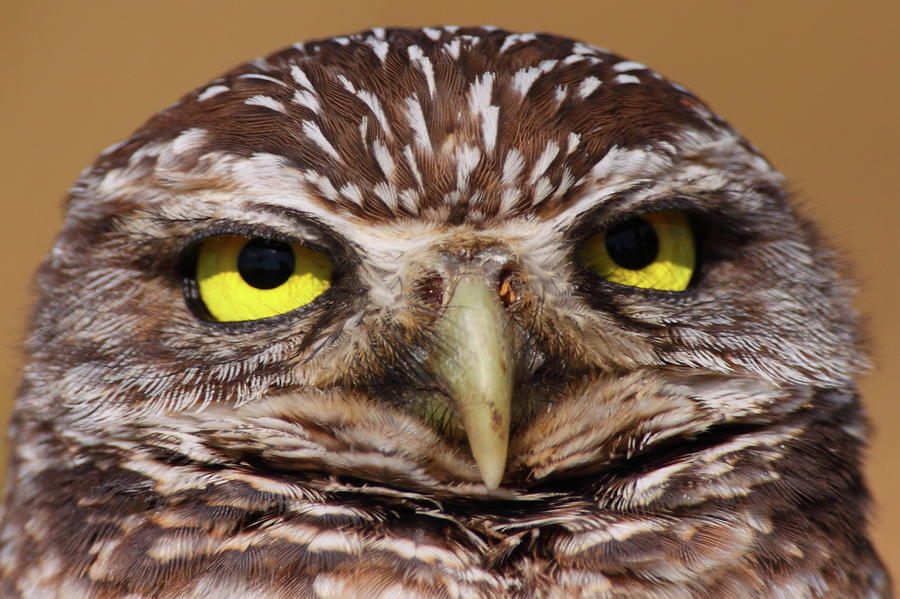 Burrowing Owl With Attitude Photograph by Bruce J Robinson