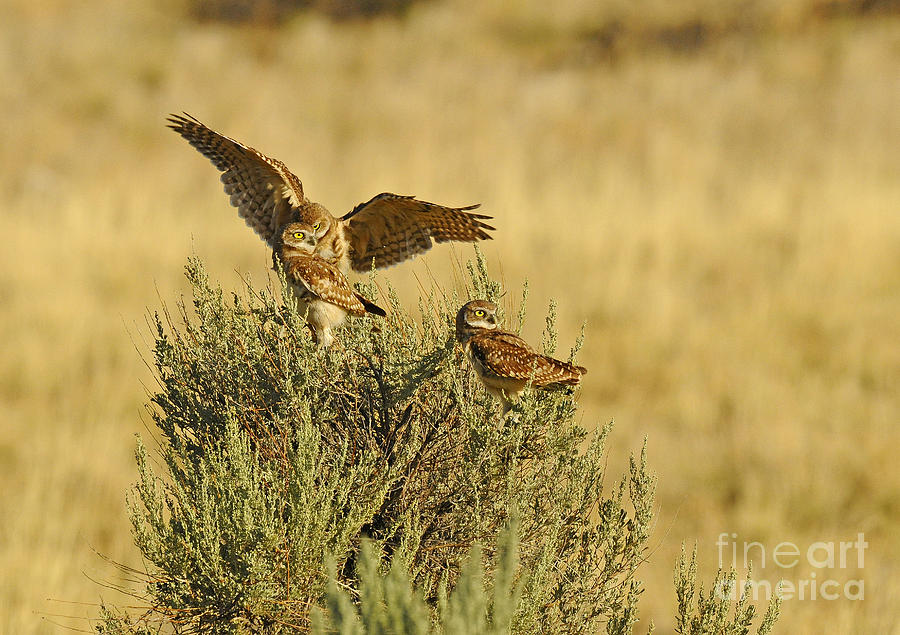 Bird Photograph - Burrowing Owls by Dennis Hammer