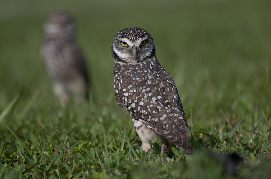 Owl Photograph - Burrowing Owls by Robert Wicker