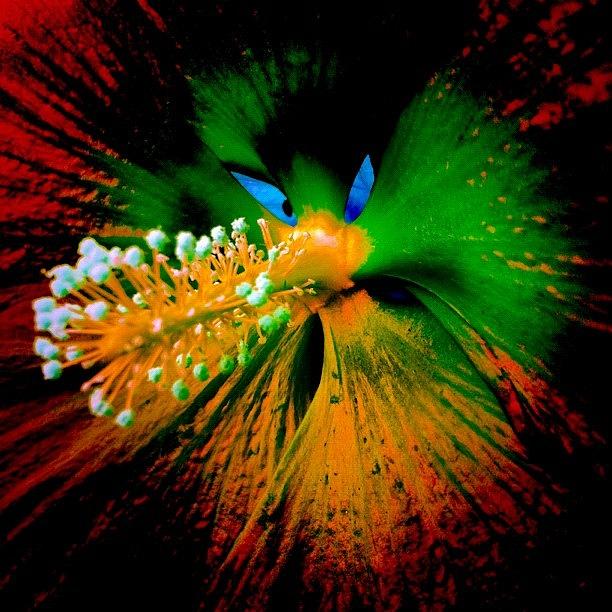 Abstract Photograph - Burst #burst #flower #nature #hibiscus by Sara Jones