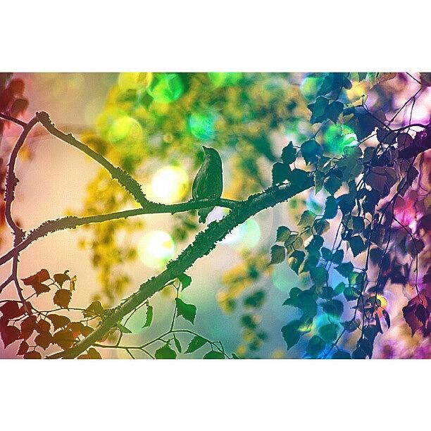 Nature Photograph - Burst Of Colors #iphonesia #instagood by Robin Hedberg