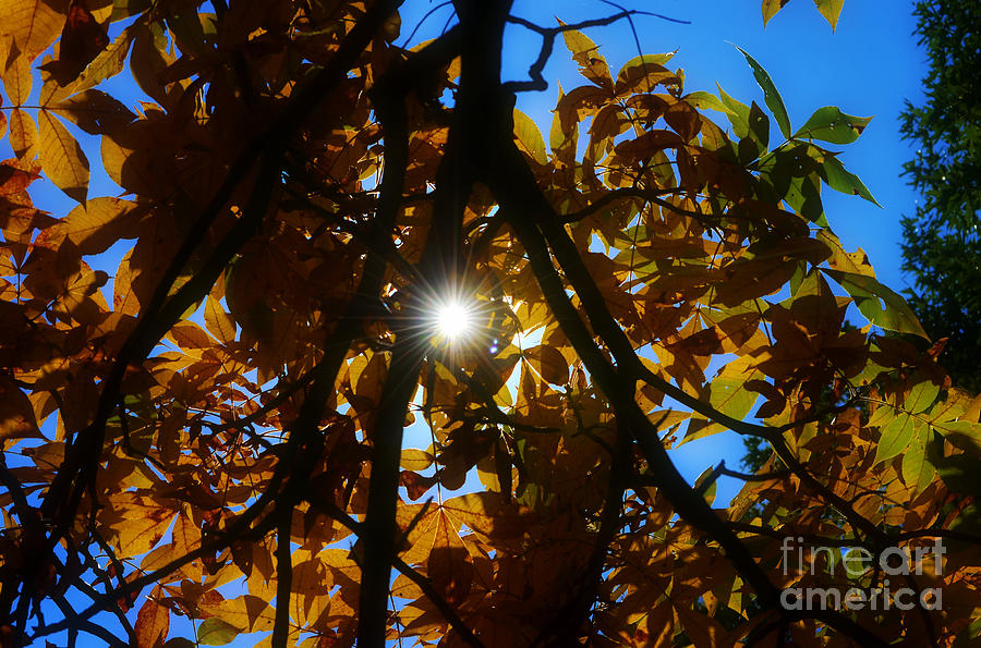 Nature Photograph - Burst of Light Through Autumn Leaves by Peggy Franz
