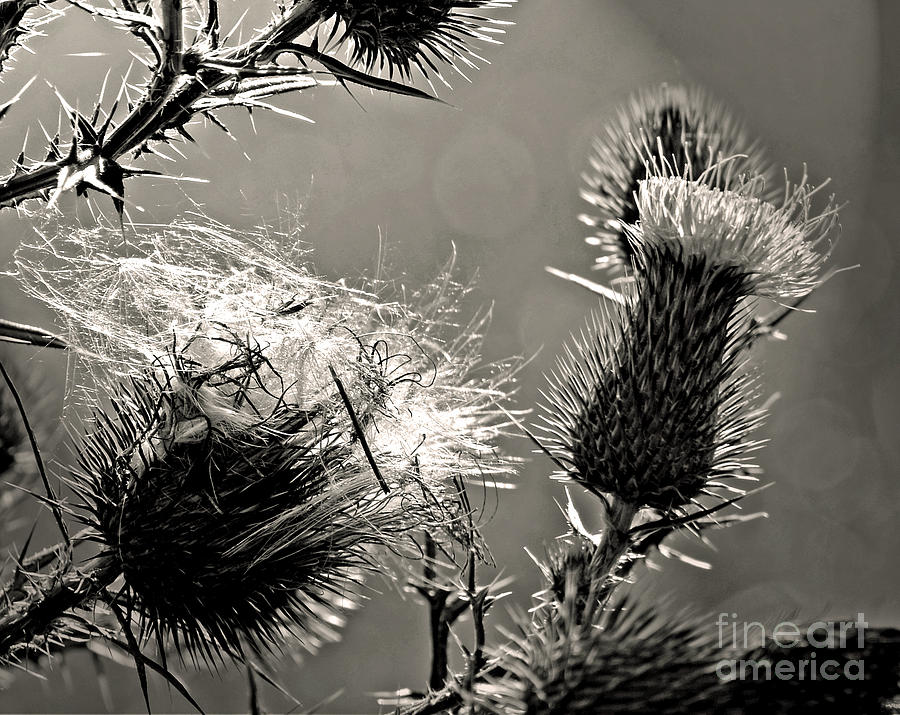 Bursting Thistle Photograph by Sue Stefanowicz