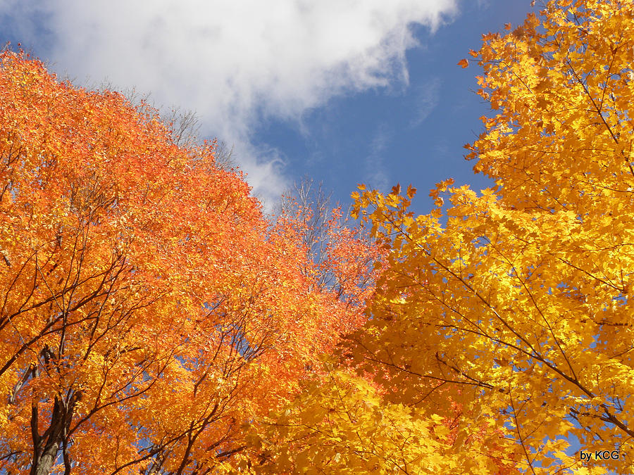 Bursts Of Fall Photograph by Kim Galluzzo Wozniak