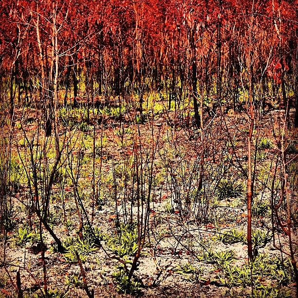 Tree Photograph - #bushfire #forestfire #forest #bush by Lana Houlihan