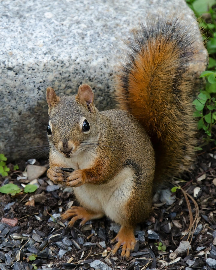 Bushy Tail Photograph by Jeff Galbraith