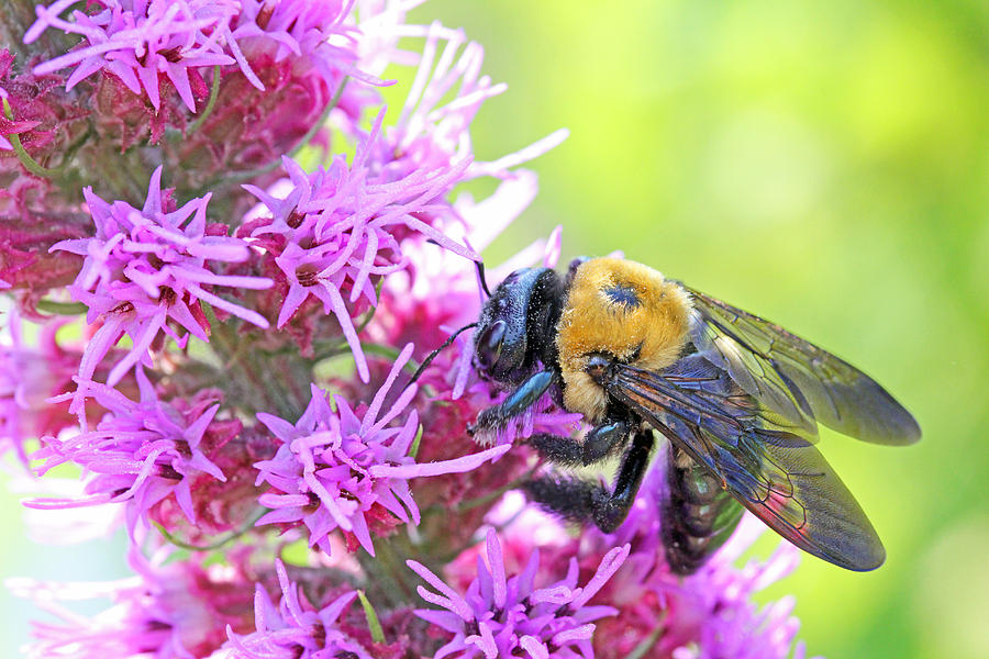 St. Louis Photograph - Busy as a bee by Becky Lodes