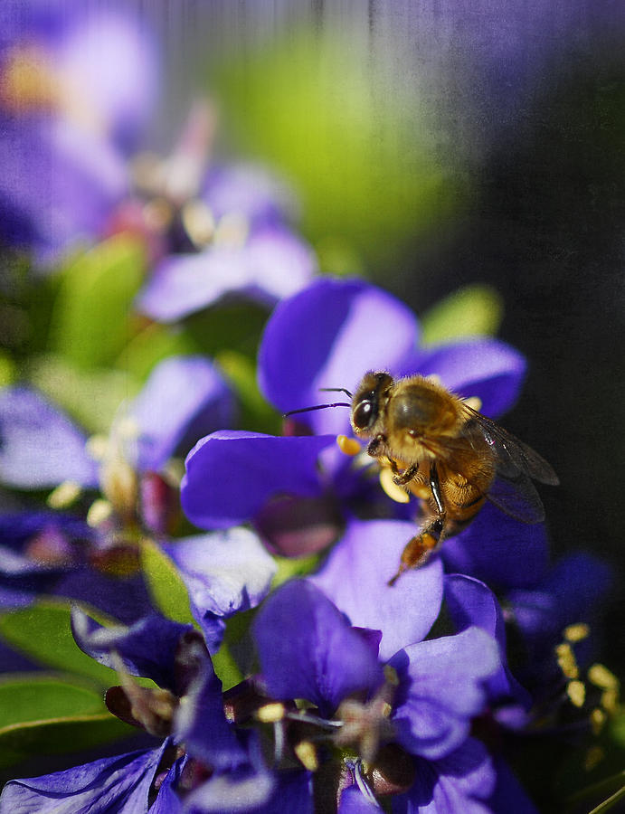 Busy as a Bee Photograph by Saija Lehtonen
