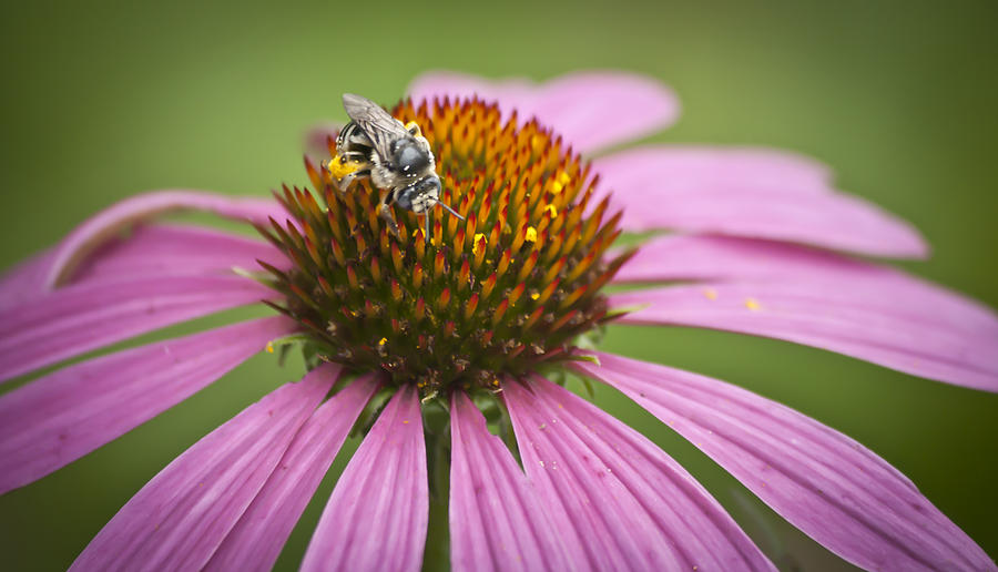 Busy as a Bee Photograph by Teresa Mucha - Fine Art America