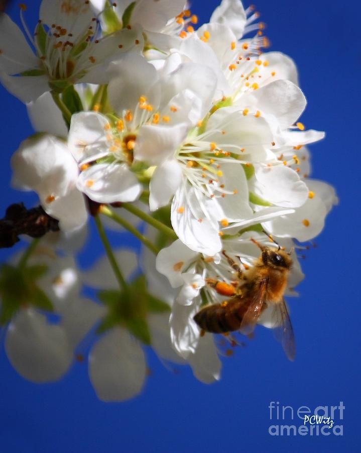 Busy Bee - Soft Photograph by Patrick Witz