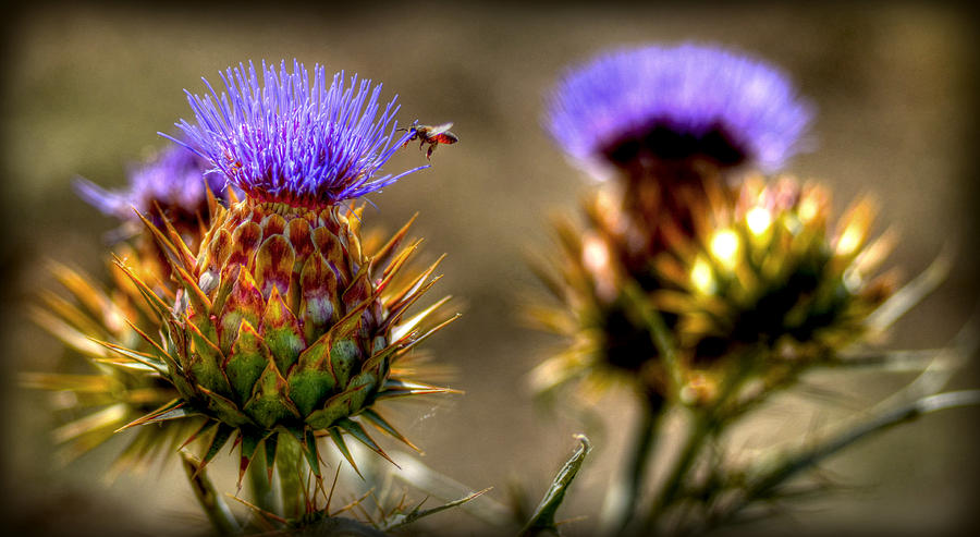 Busy Bee Photograph by Craig Incardone