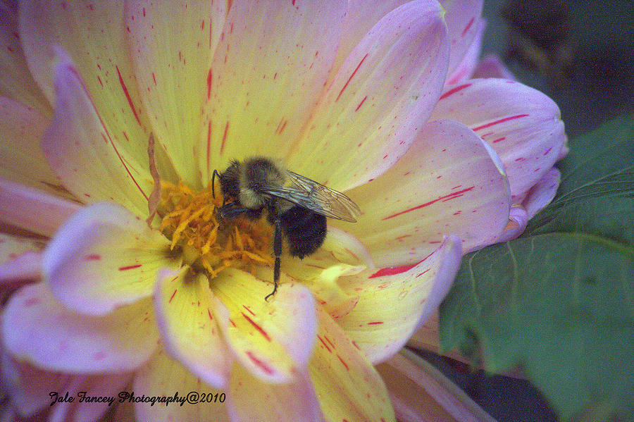 Busy Bee Photograph by Jale Fancey