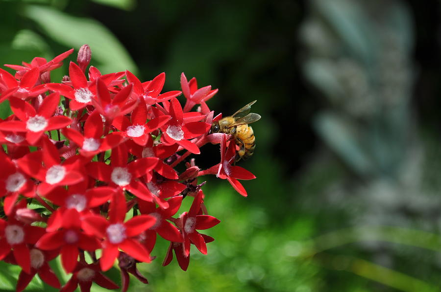 Flowers Still Life Photograph - Busy Bee by Jose Diogo