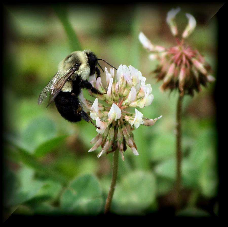 Busy Bee Photograph by Karen Harrison Brown