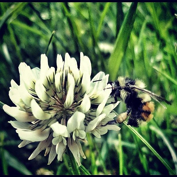 Love Photograph - Busy #bee by Natasha Taylor