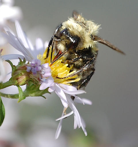 Busy Bee on Aster Photograph by Mary McAvoy