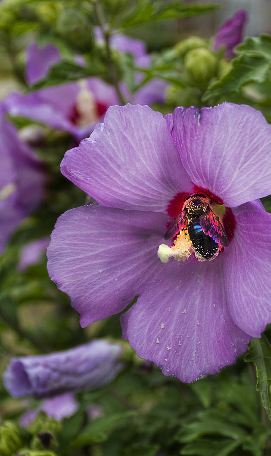 Flowers Still Life Photograph - Busy Bee by Peter Chilelli