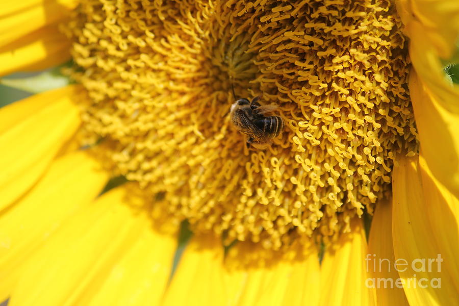 Sunflower Photograph - Busy Bee by Sheri Simmons