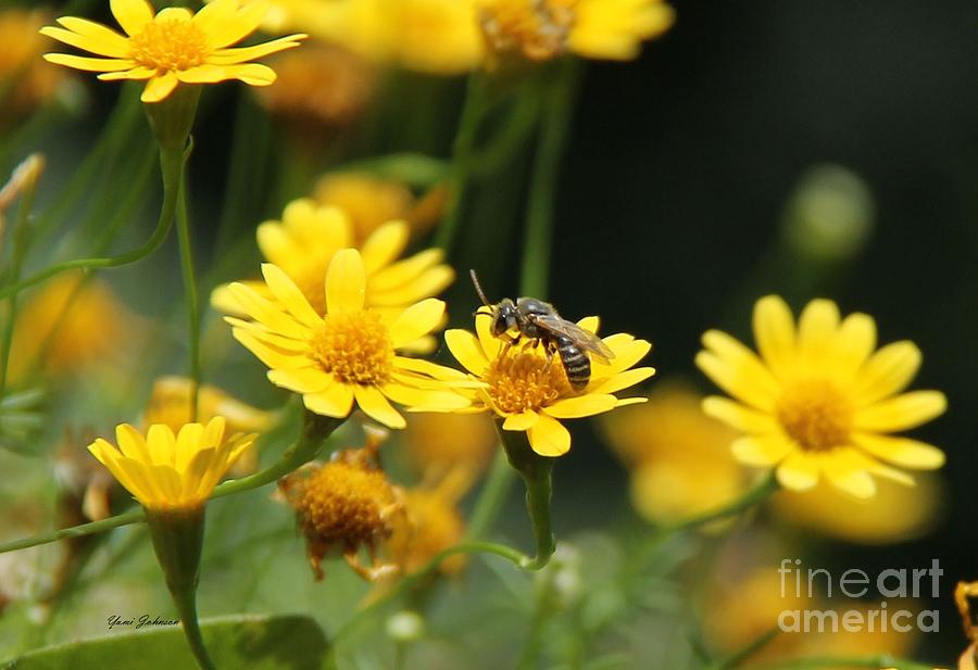 Busy Bee Photograph by Yumi Johnson