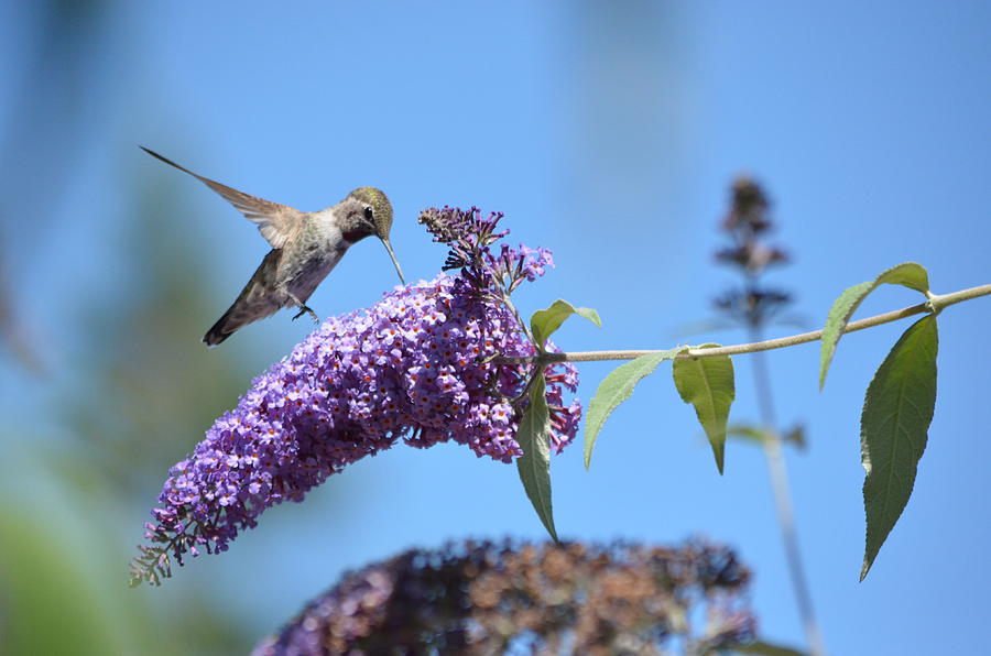 Busy Bird Photograph by Melissa Maderos - Fine Art America