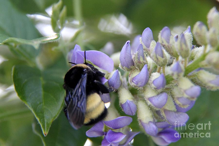 Busy Bomb bee on the Wistria Photograph by Yumi Johnson