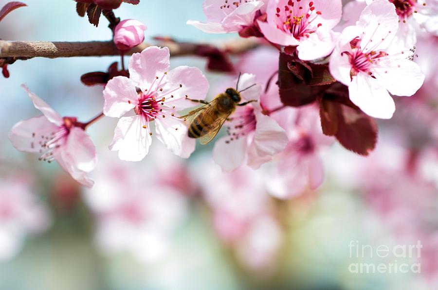 Busy Buzzing around these Beautiful Blooms... Photograph by Lisa Argyropoulos