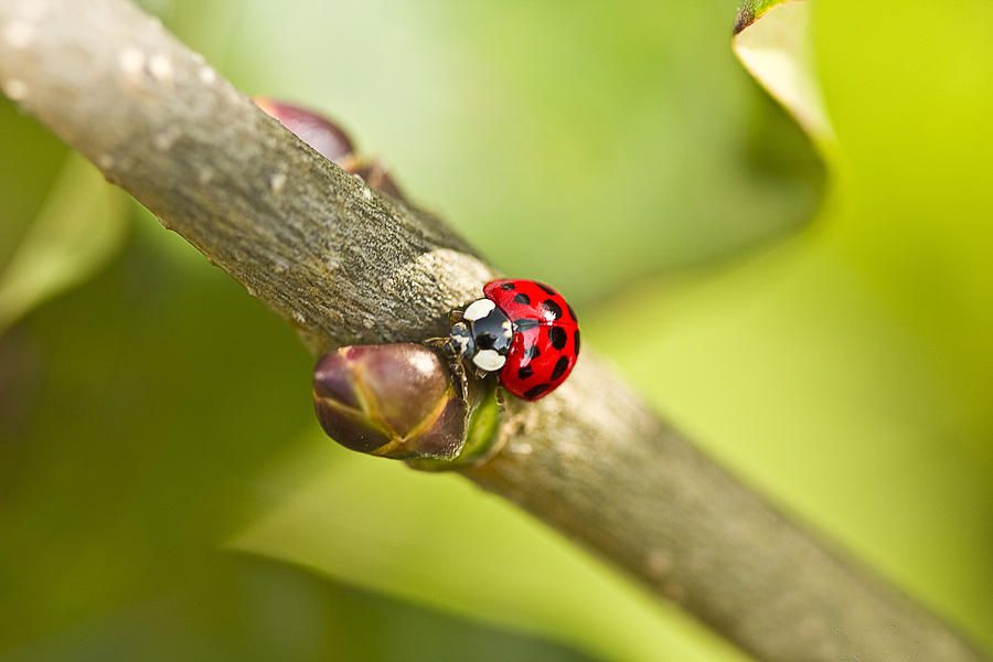 Busy LadyBug Photograph by Trudy Wilkerson