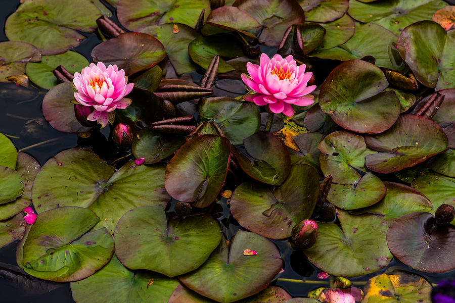 Nature Photograph - Butchart Gardens Lily Pad by Josh Whalen