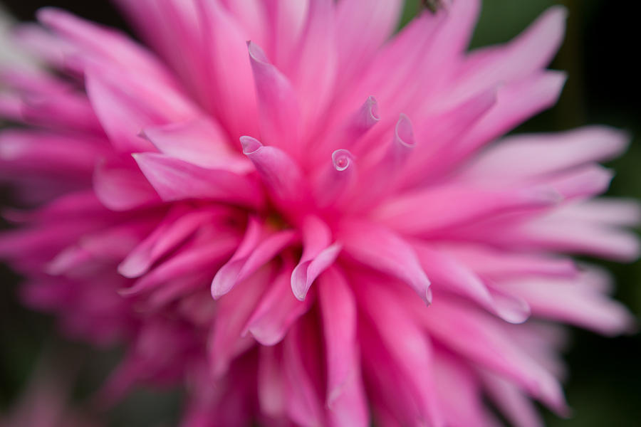 Nature Photograph - Butchart Gardens Pink Dahlia by Josh Whalen