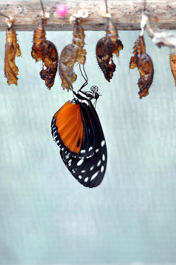 Buterfly hatching 1 Photograph by Allan Rothman