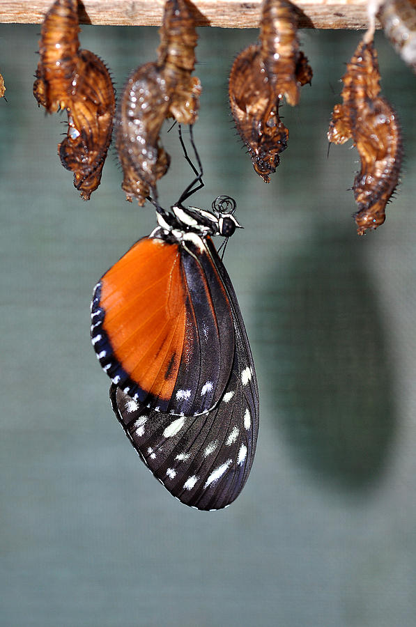 Buterfly Hatching 3 Photograph by Allan Rothman