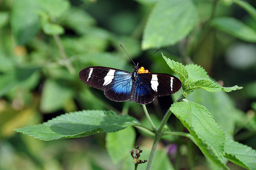 Buterfly in the wild Photograph by Allan Rothman